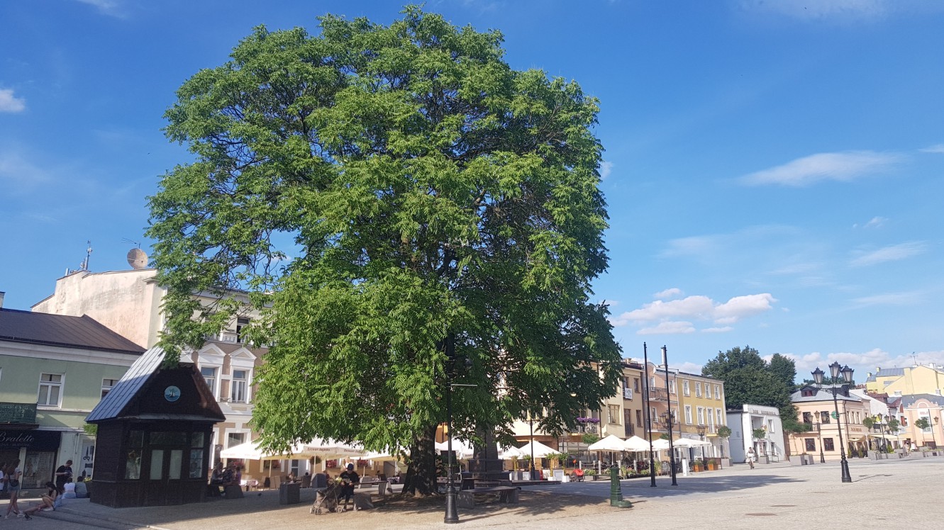 Chełm Plac Łuczkowskiego Zabytek Przyrody Atrakcje Chełm